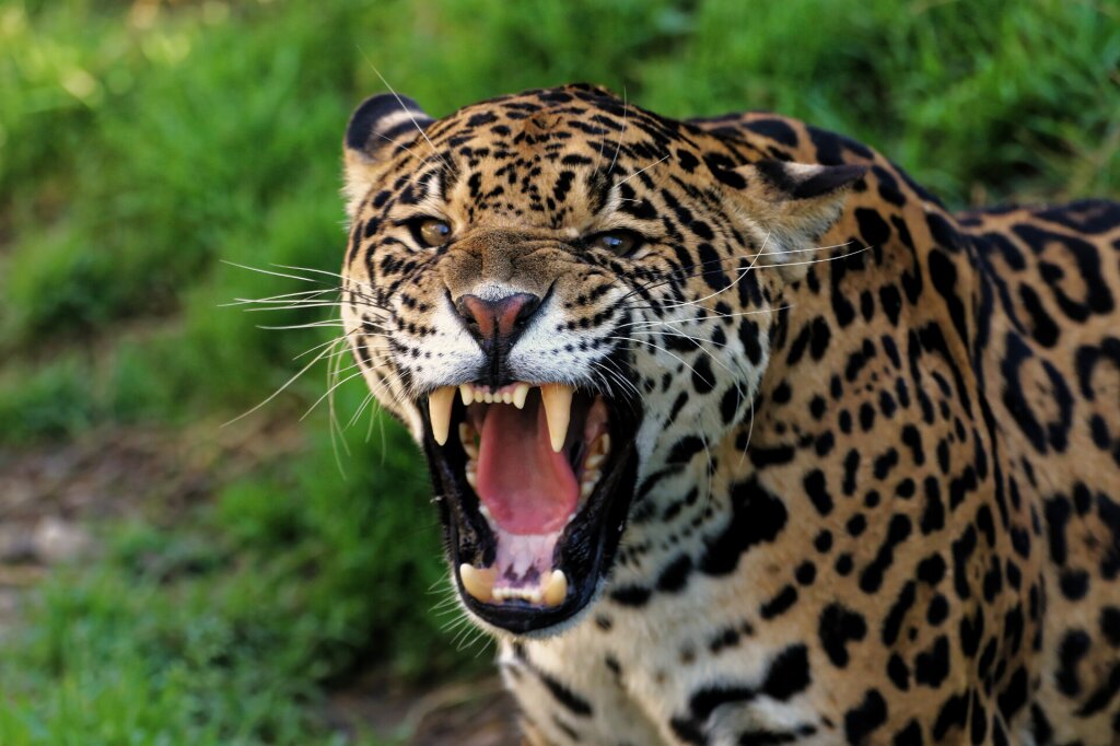 Jaguar viser tænder.